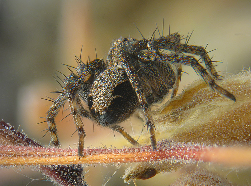 Philodromidae? No ,Oxyopes cfr. ramosus -  Palude Brabbia (VA)